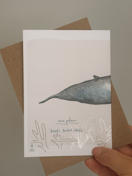 Baird's Beaked Whale Greetings Card
