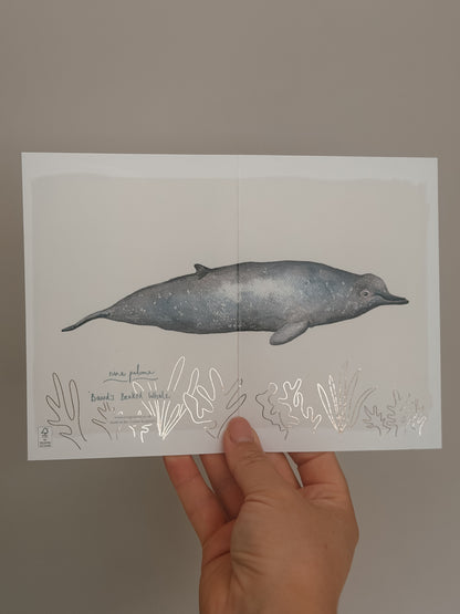Baird's Beaked Whale Greetings Card