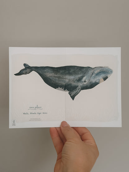 North Atlantic Right Whale Greetings Card